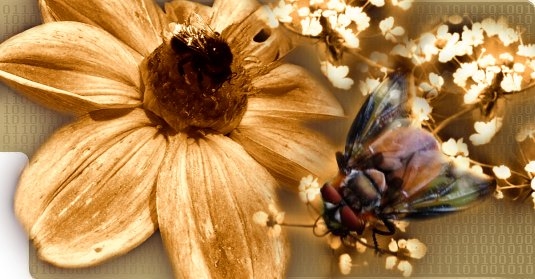 Free templates ~ šablony k volnému stažení ~ web plný barevných šablon